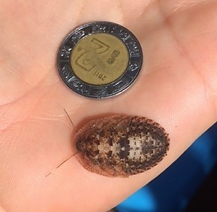 Phortioeca maximiliani