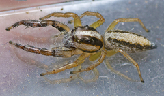 Mopsolodes australensis