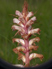 Orobanche amethystea
