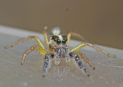 Mopsolodes australensis
