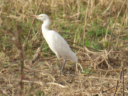 Western Cattle-Egret