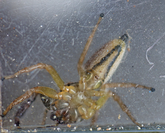 Mopsolodes australensis