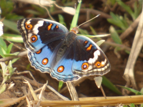 African Blue Pansy