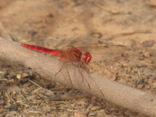 Broad Scarlet