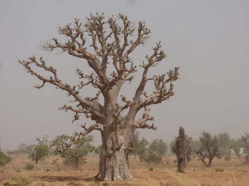 African baobab
