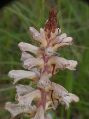 Orobanche amethystea