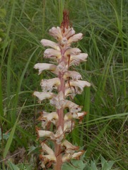 Orobanche amethystea