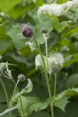 Cirsium kamtschaticum