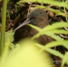 Madagascar Rail photo 2