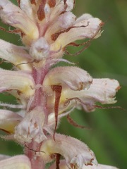 Orobanche amethystea