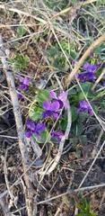 Viola