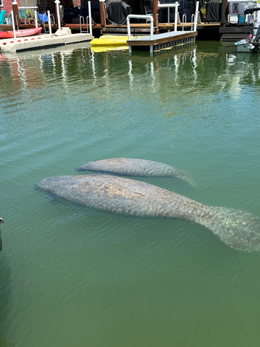 West Indian Manatee observed by dunwoodylabs