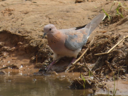 Laughing Dove
