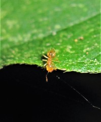 Crematogaster minutissima