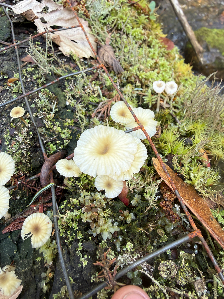 Lichenomphalia ericetorum · April 2026 · photo: © pinch (iNaturalist, cc0)