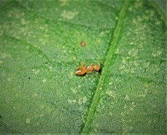 Crematogaster minutissima