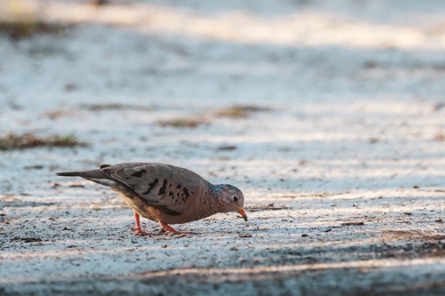 Common Ground Dove observed by zefmiller