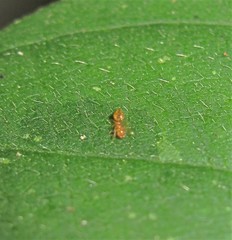 Crematogaster minutissima