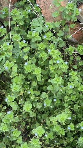 bird's-eye speedwell