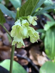 Cardamine enneaphyllos