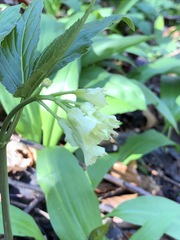 Cardamine enneaphyllos