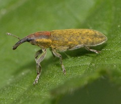 Lixus filiformis