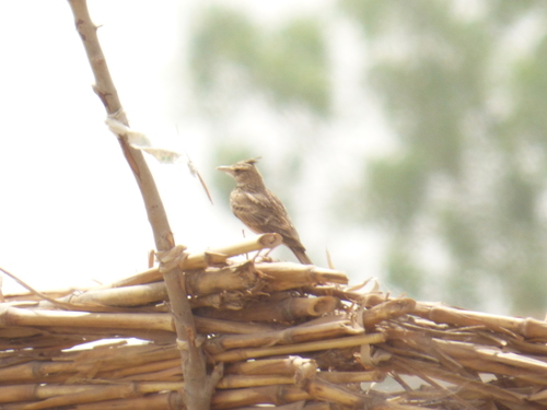 Crested Lark