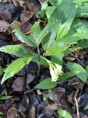 Cardamine enneaphyllos