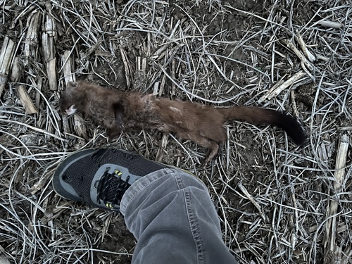 American Mink observed by creatura_palustris