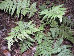 Parapolystichum microsorum pentangulare