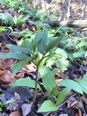 Cardamine enneaphyllos