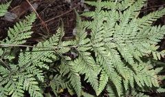 Parapolystichum microsorum pentangulare