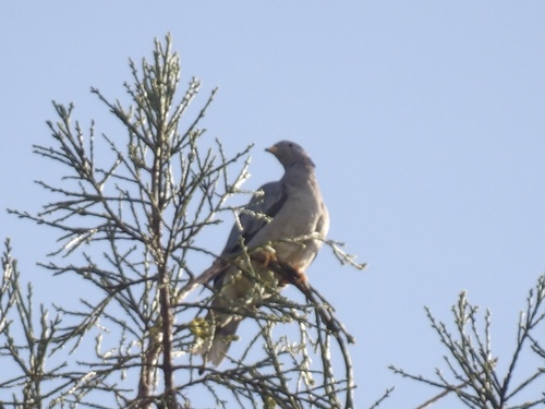 Band-tailed Pigeon observed by bayareawalker