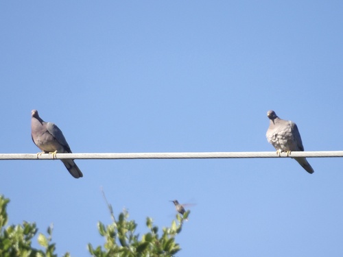 Band-tailed Pigeon observed by bayareawalker