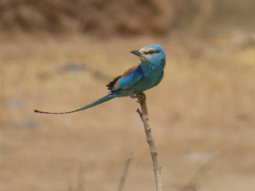 Abyssinian Roller