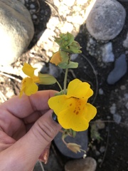 Erythranthe glaucescens