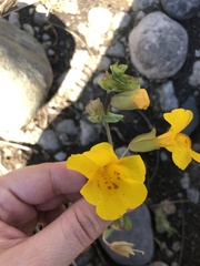 Erythranthe glaucescens