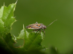 Horistus orientalis