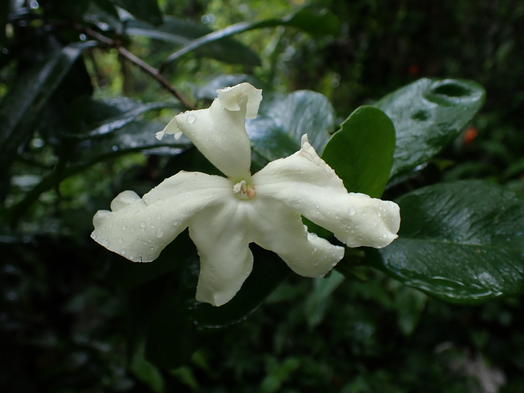 Brunfelsia portoricensis; photograph (c) Cricket Raspet, some rights reserved (CC BY)