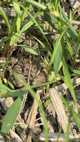 Rice field frog