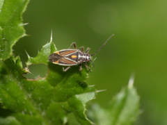 Horistus orientalis