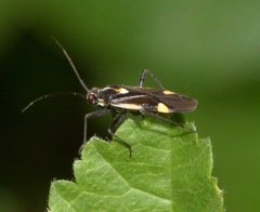 Capsodes sulcatus