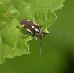 Capsodes sulcatus