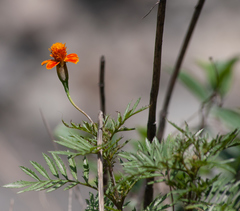 Tagetes lunulata