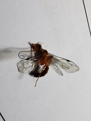 Tryphoninae