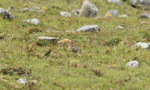 Cream-winged Cinclodes (Cinclodes albiventris), photo 3