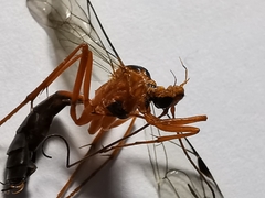 Tryphoninae
