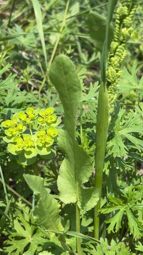 Sun spurge