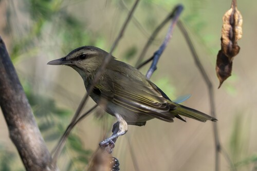 Black-whiskered Vireo (Vireo altiloquus), photo 8