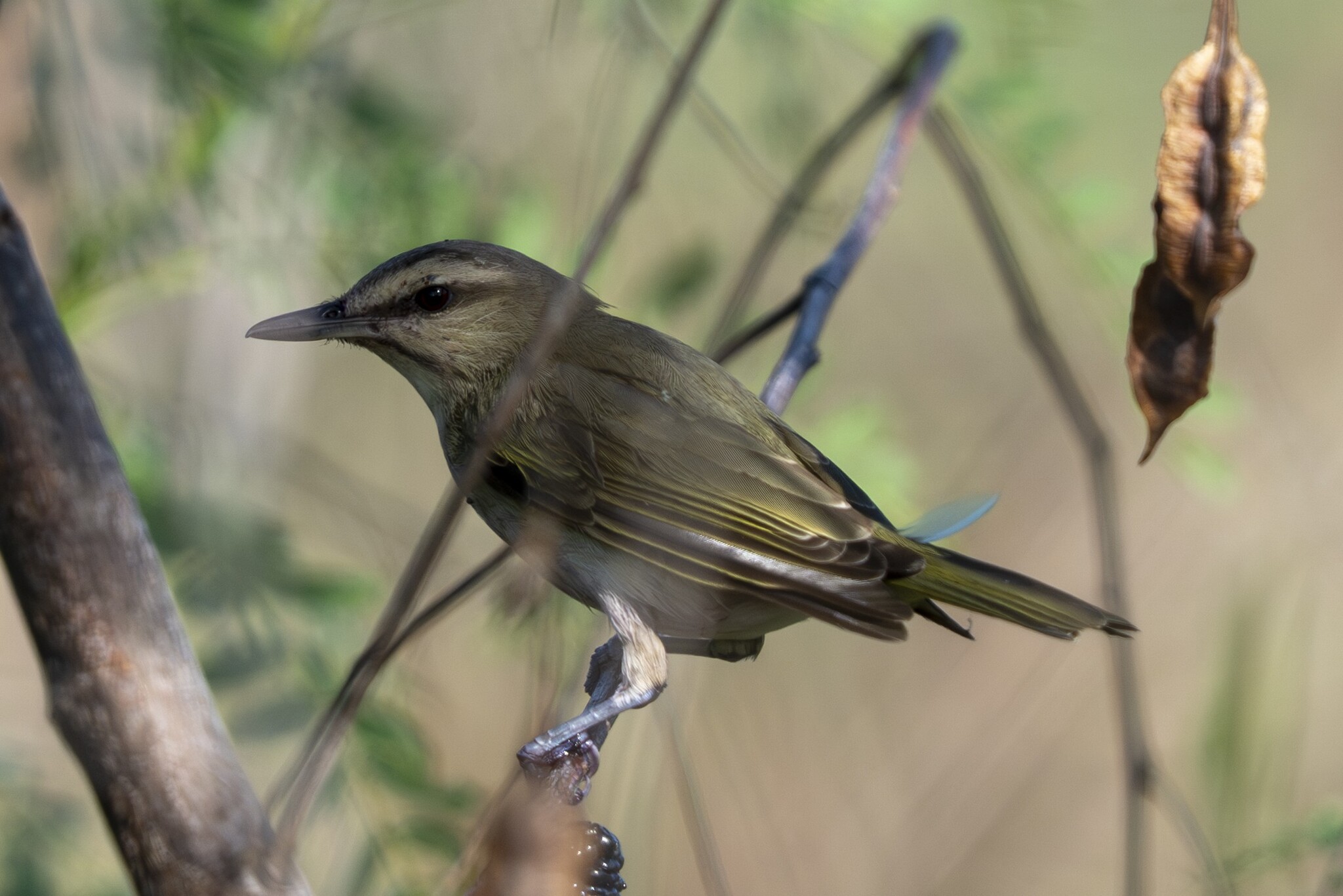 Black-whiskered Vireo (Vireo altiloquus), photo 8